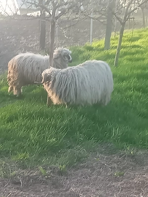 Berbecuți de 1  - imagine 2