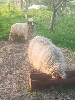 Berbecuți de 1  - imagine 3