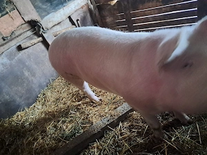 Vand porc de carne - imagine 2