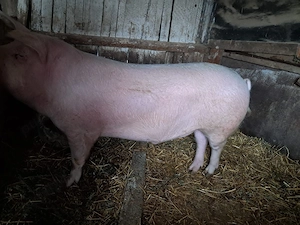 Vand porc de carne - imagine 3