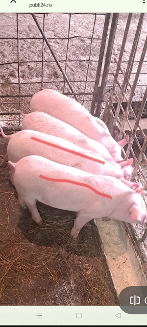 Purcei 9 - 10 săptămâni !!