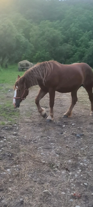 vand pereche de manze