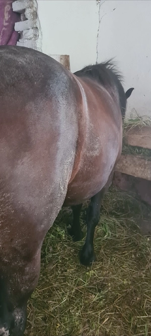 vand pereche de manze