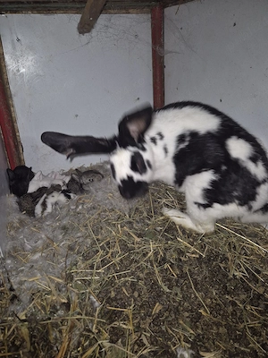 Disponibila femela cu 10 pui - imagine 5