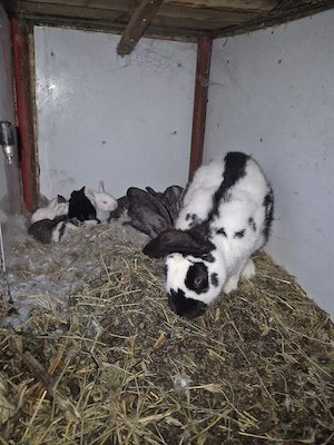 Disponibila femela cu 10 pui - imagine 4