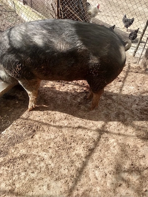 vand porc peste 250 de kg  - imagine 2