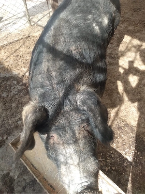 vand porc peste 250 de kg 