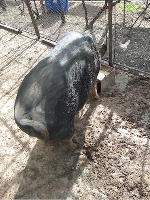 vand porc peste 250 de kg  - imagine 3