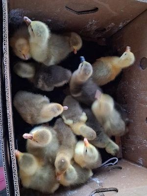 boboci de gâscă de  vânzare 3 zile  - imagine 2