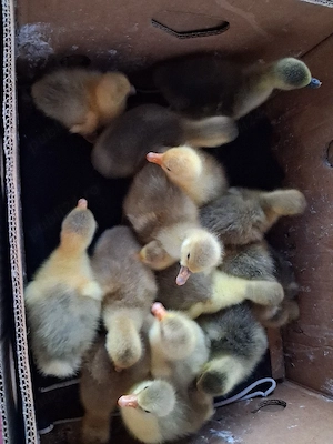 boboci de gâscă de  vânzare 3 zile  - imagine 3