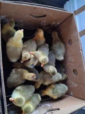 boboci de gâscă de  vânzare 3 zile 