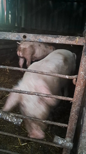porci de vânzare  - imagine 2