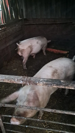 porci de vânzare  - imagine 3