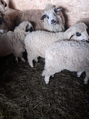 Vand  miei    - imagine 2