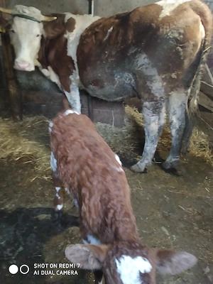 vand baltata romaneasca la prima fatare