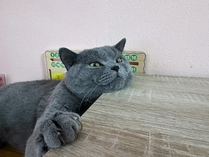 British- motan de 1 an