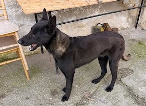 De vânzare mascul Ciobănesc belgian Malinois, în vârstă de 11 luni.  Câinele este vaccinat, deparazi