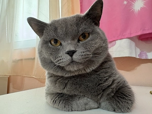 British- motan de 1 an - imagine 2