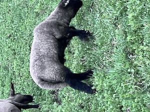 Berbecul Suffolk 100% rasă pură are 45 de zile și cântărește 25 kg la fătare cântărind 4 kg - imagine 4