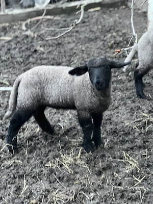 Berbecul Suffolk 100% rasă pură are 45 de zile și cântărește 25 kg la fătare cântărind 4 kg