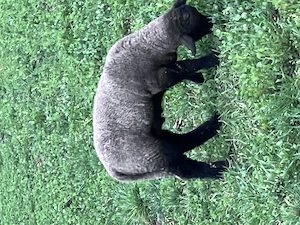 Berbecul Suffolk 100% rasă pură are 45 de zile și cântărește 25 kg la fătare cântărind 4 kg - imagine 3