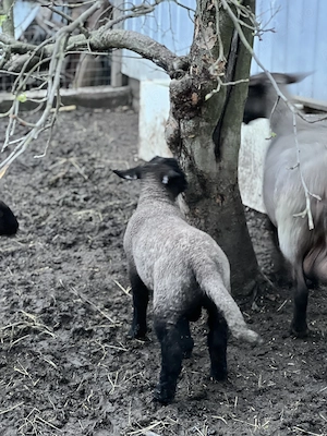 Berbecul Suffolk 100% rasă pură are 45 de zile și cântărește 25 kg la fătare cântărind 4 kg - imagine 2