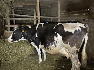 Vând vaca pentru abator 