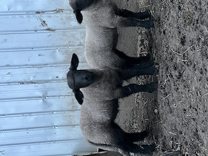 Berbecul Suffolk 100% rasă pură are 45 de zile și cântărește 25 kg la fătare cântărind 4 kg - imagine 5