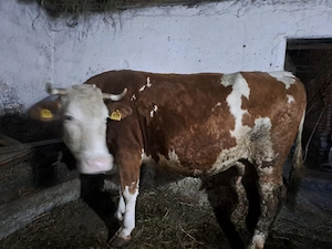 Vând 5 vaci cu lapte  - imagine 6