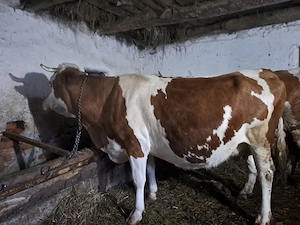 Vând 5 vaci cu lapte  - imagine 5