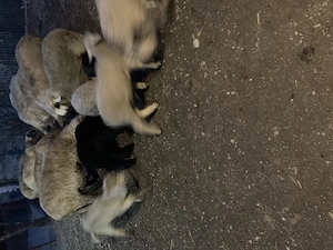 Mielu ți de vinzare  - imagine 4