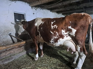 Vând 5 vaci cu lapte  - imagine 2