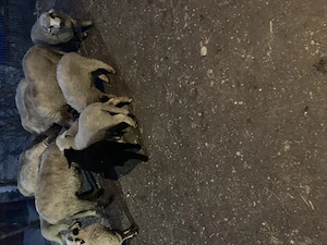 Mielu ți de vinzare 