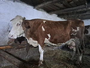 Vând 5 vaci cu lapte  - imagine 4