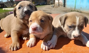 Amstaffi pui o luna jumatate detin si parinti lor