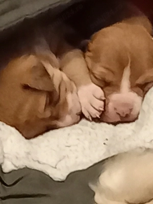 Amstaffi pui o luna jumatate detin si parinti lor - imagine 2