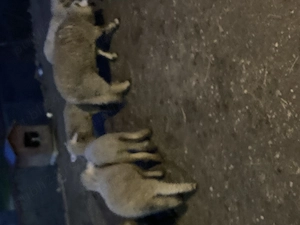 Mielu ți de vinzare  - imagine 3