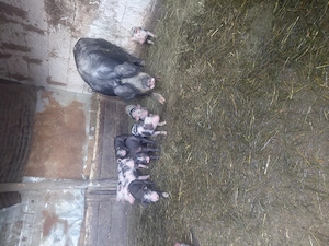 Porci de vânzarea  - imagine 2