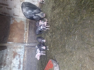 Porci de vânzarea  - imagine 3