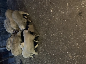 Mielu ți de vinzare  - imagine 2