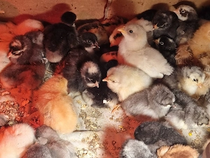 Pui Australorp gri ,negru si rase mixte