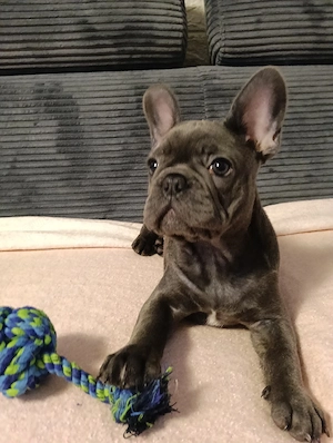 bulldog francez blue mascul - imagine 4