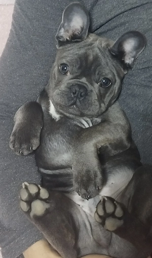 bulldog francez blue mascul - imagine 3