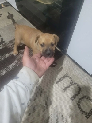 Pui Amstaff  - imagine 2