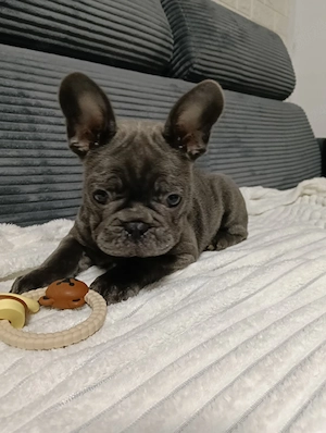 bulldog francez blue mascul
