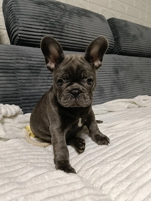 bulldog francez blue mascul - imagine 2