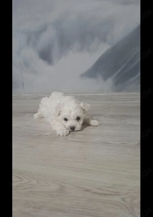 Bichon maltez miny disponibil - imagine 5