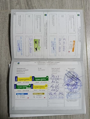 bulldog francez blue mascul - imagine 5