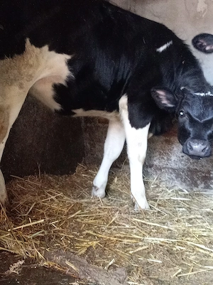 2 vitele disponibile - imagine 3