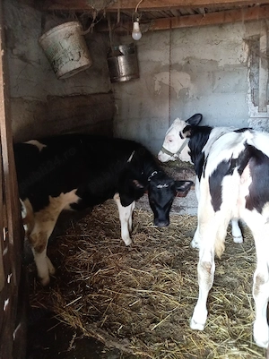 2 vitele disponibile - imagine 2